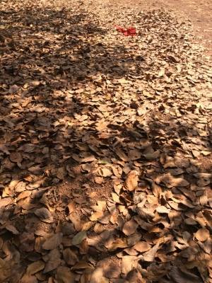 feuilles sèches d'avocatier